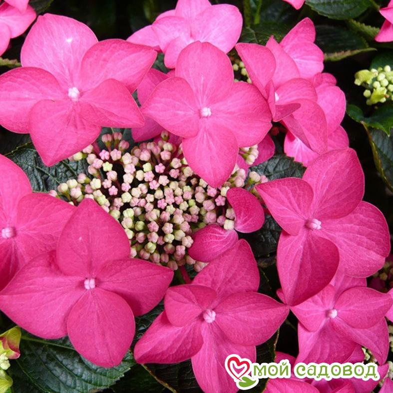 Гортензия крупнолистная Роткелхен ЗКС