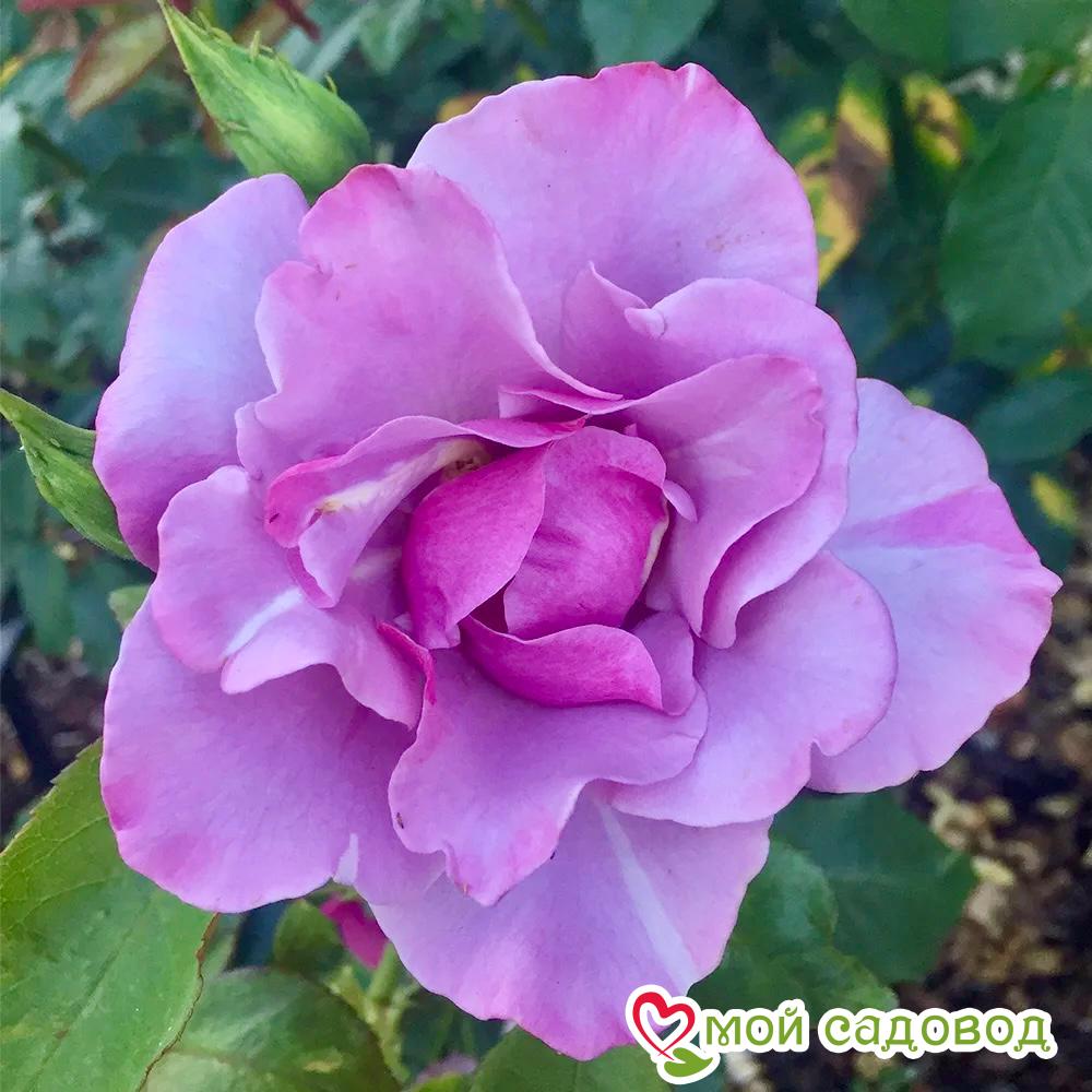 Роза Блуберри Хилл