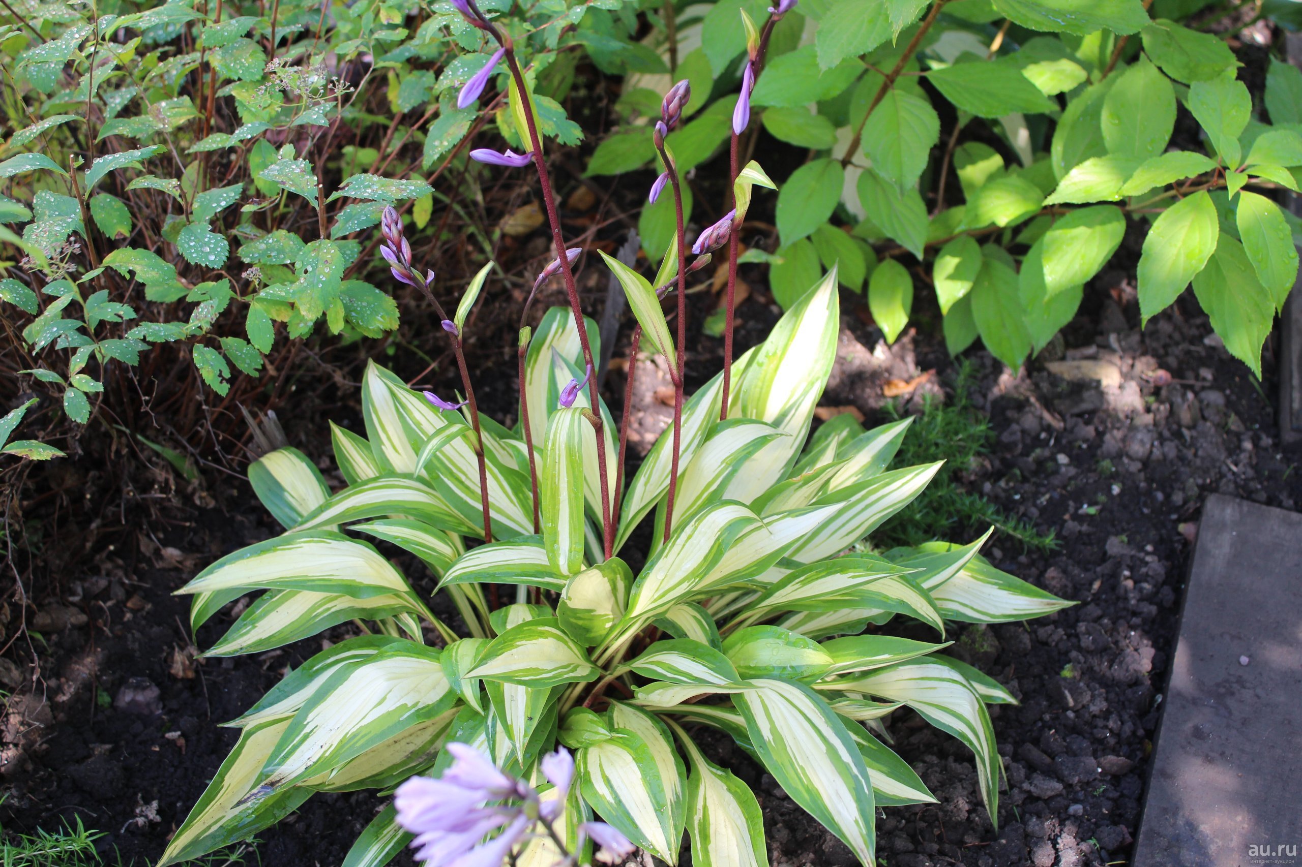 Хоста Черри берри