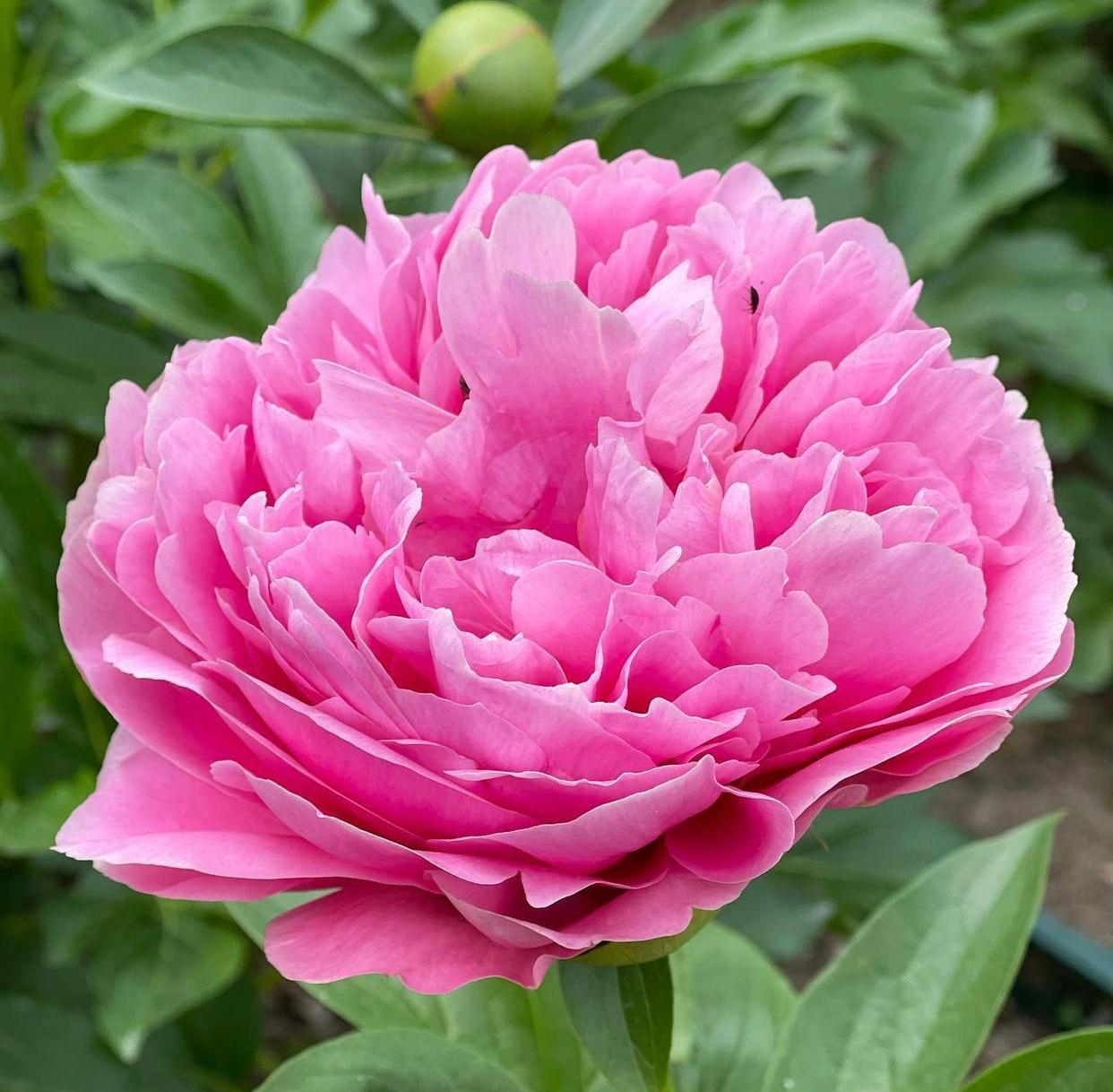 Гибрид Кетис Тач