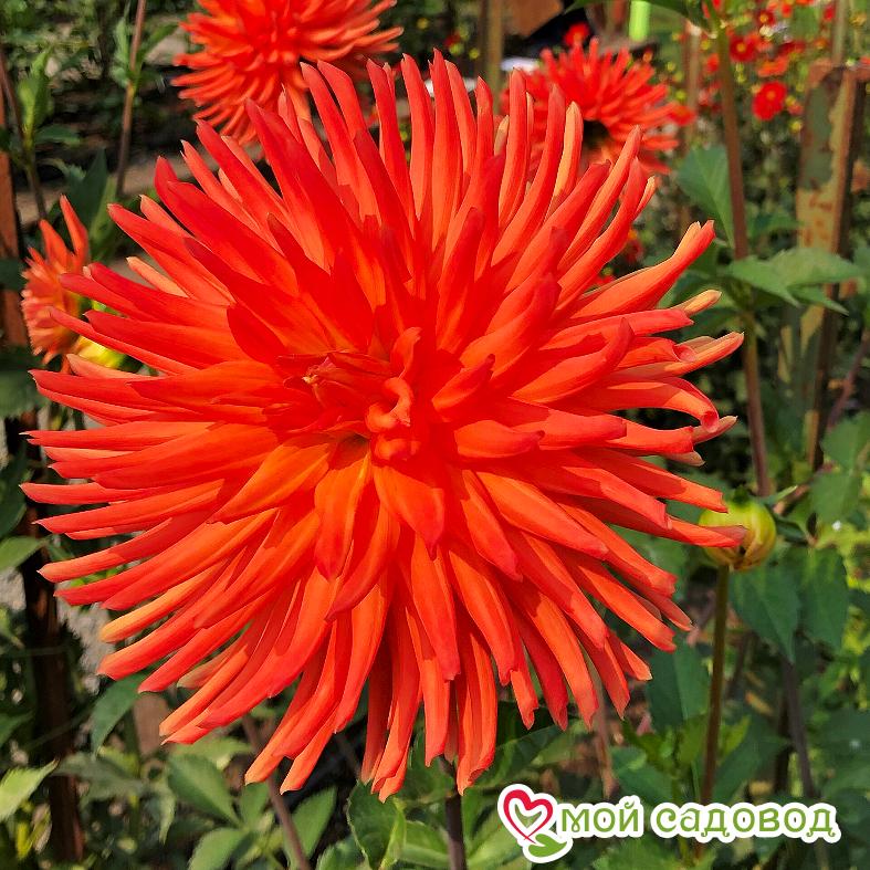 Георгина Вулкан