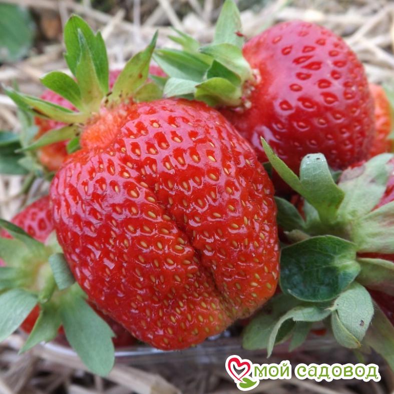 КЛУБНИКА Гигантский Деликатес