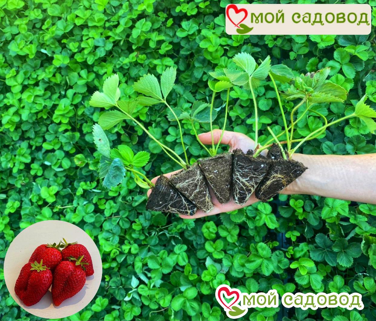 Клубника Розовый Адам